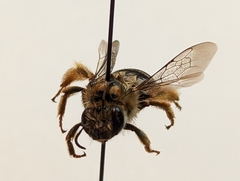 Anthophora