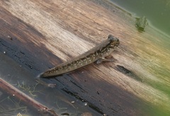 Periophthalmus argentilineatus