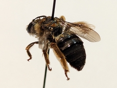 Anthophora