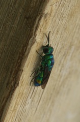 Chrysididae