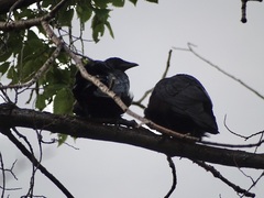 Corvus brachyrhynchos