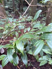 Damnacanthus indicus