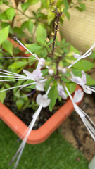 Orthosiphon aristatus
