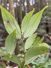 Damnacanthus indicus