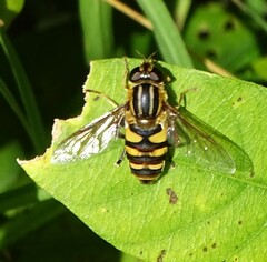 Helophilus fasciatus