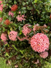 Ixora coccinea