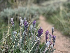 Oxytropis splendens