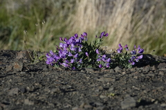 Lathyrus magellanicus