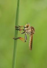 Ommatiini