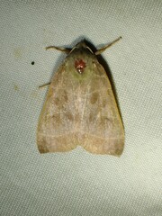 Ipimorpha pleonectusa