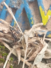 Odontomachus haematodus