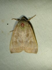 Ipimorpha pleonectusa