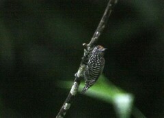 Picumnus steindachneri
