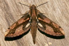 Xylophanes ceratomioides