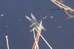 Ictinogomphus decoratus