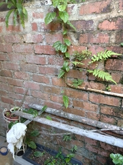 Aristolochia acuminata