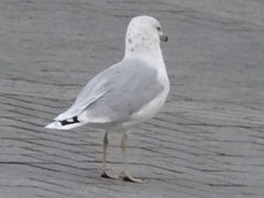 Larus delawarensis