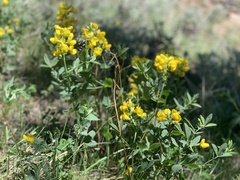 Thermopsis montana
