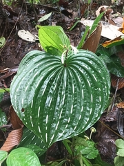 Monophyllorchis maculata