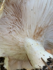 Leucopaxillus gentianeus