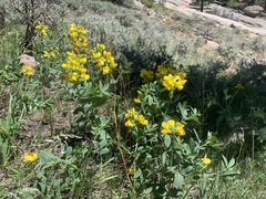 Thermopsis montana