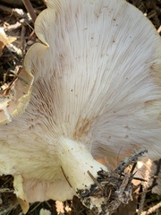 Leucopaxillus gentianeus