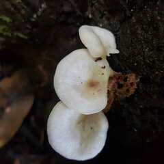 Lactocollybia