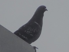 Columba livia domestica