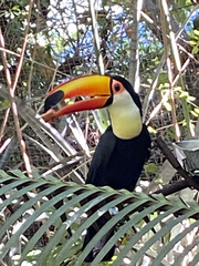 Ramphastos