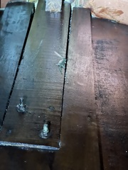 Lepidodactylus lugubris