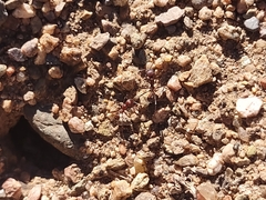Novomessor albisetosus