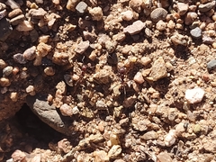 Novomessor albisetosus