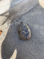 Kinosternon integrum