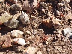 Pogonomyrmex maricopa