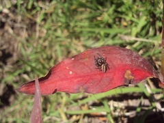 Dendryphantes