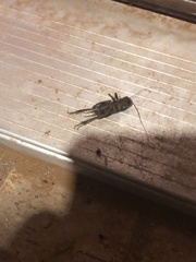 Gryllidae