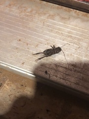 Gryllidae
