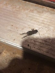 Gryllidae