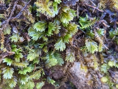 Fissidens