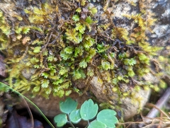 Fissidens