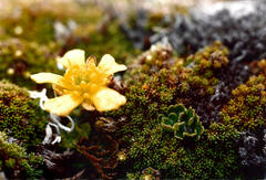 Ranunculus enysii