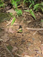 Graphium antiphates