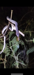 Oxyrhopus petolarius