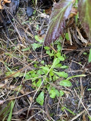 Hypochaeris radicata