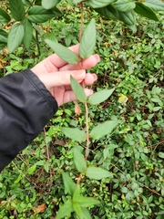 Lonicera japonica