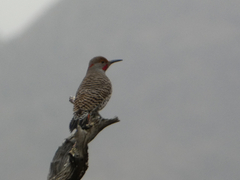 Colaptes auratus luteus × cafer