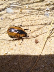 Chondropyga dorsalis