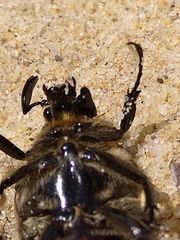 Chondropyga dorsalis