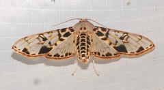 Azochis mactalis
