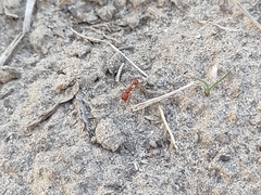 Pogonomyrmex maricopa